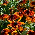 Rudbeckia hirta 'Cappucino' (2)